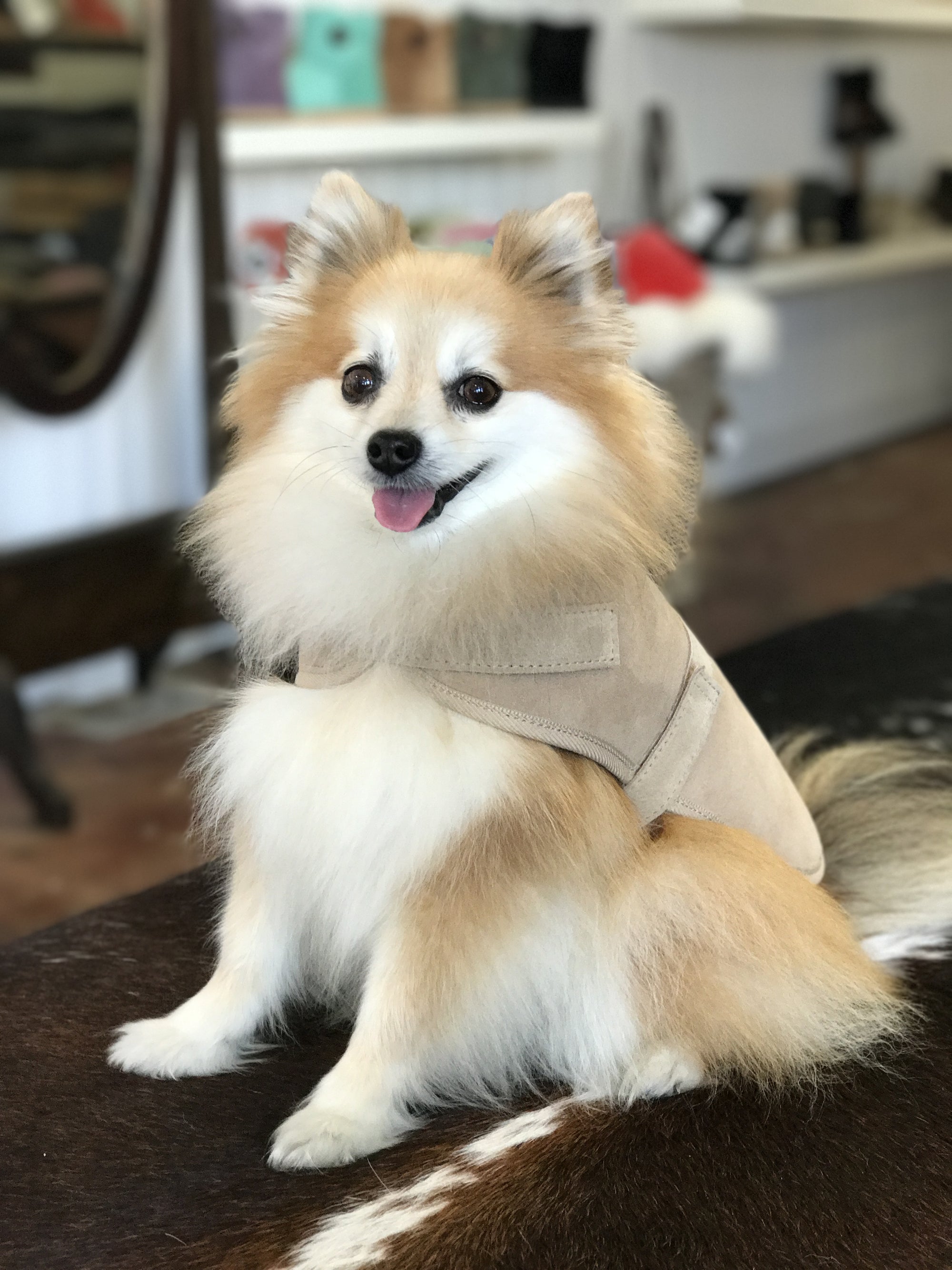 Sheepskin Dog Jacket